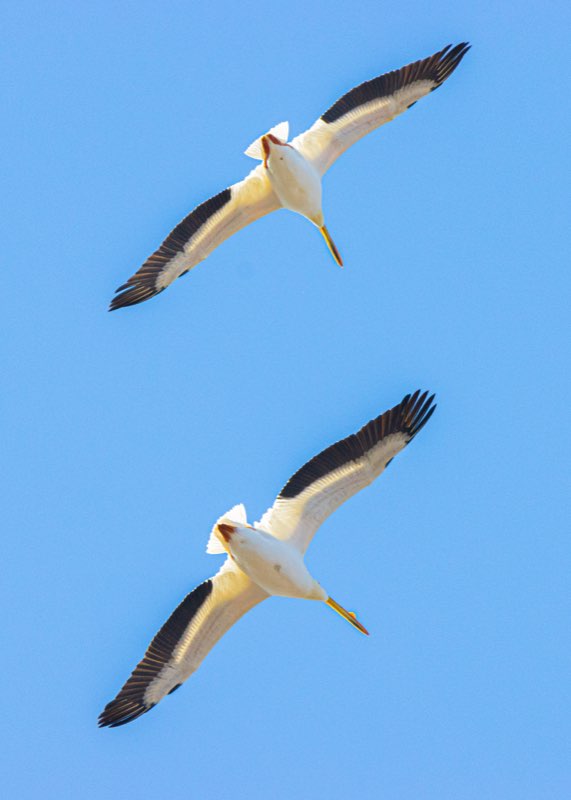Migrant Pelicans